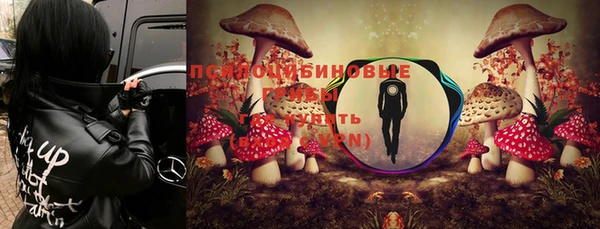 стаф Вязьма